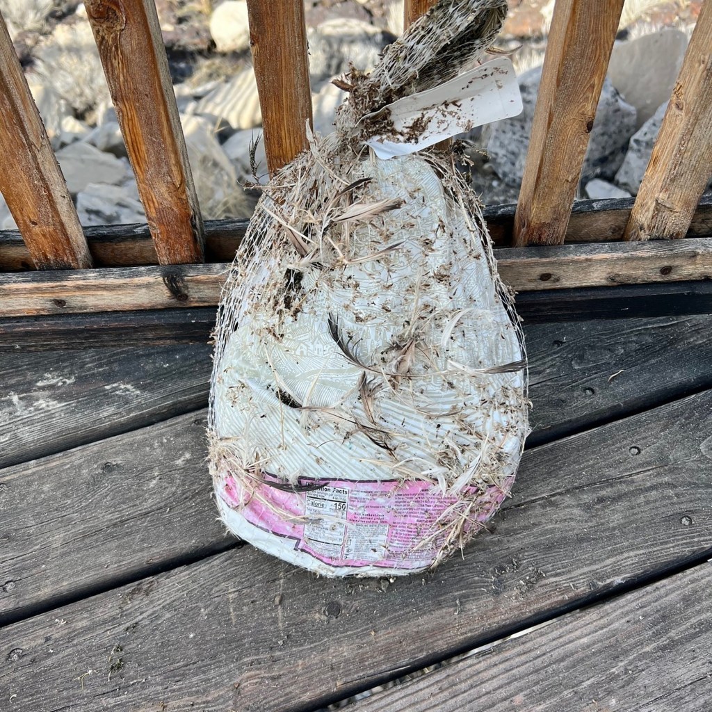 This is the turkey that washed ashore outside of Salt Lake City in an apparent attempt to use the high salinity of the water as a method of drainage.