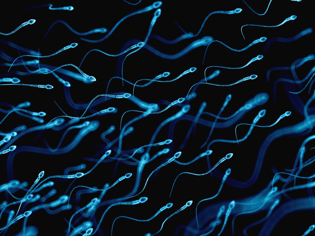 A 3D sperm illustration
