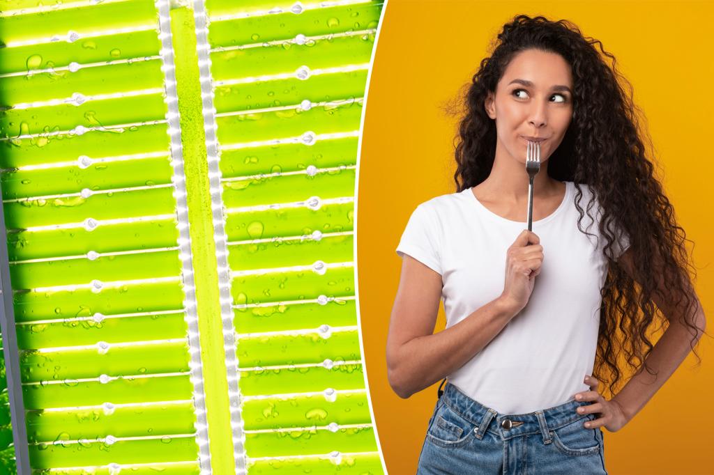 Microplant used in wastewater treatment can be 'big big superfood'