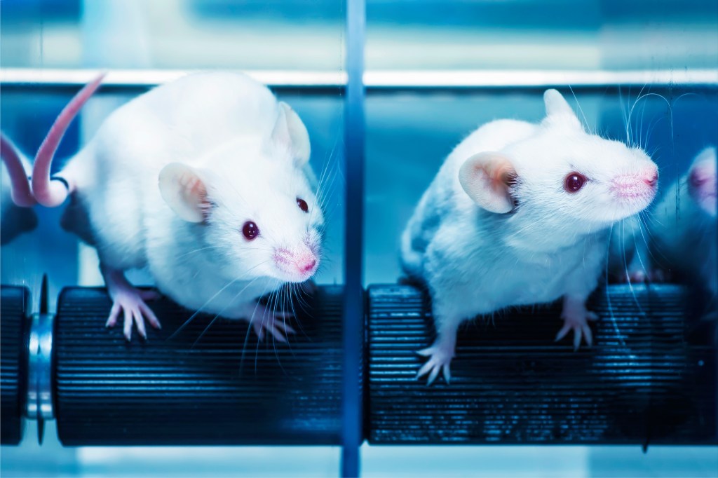 Mice laboratories in an experiment.