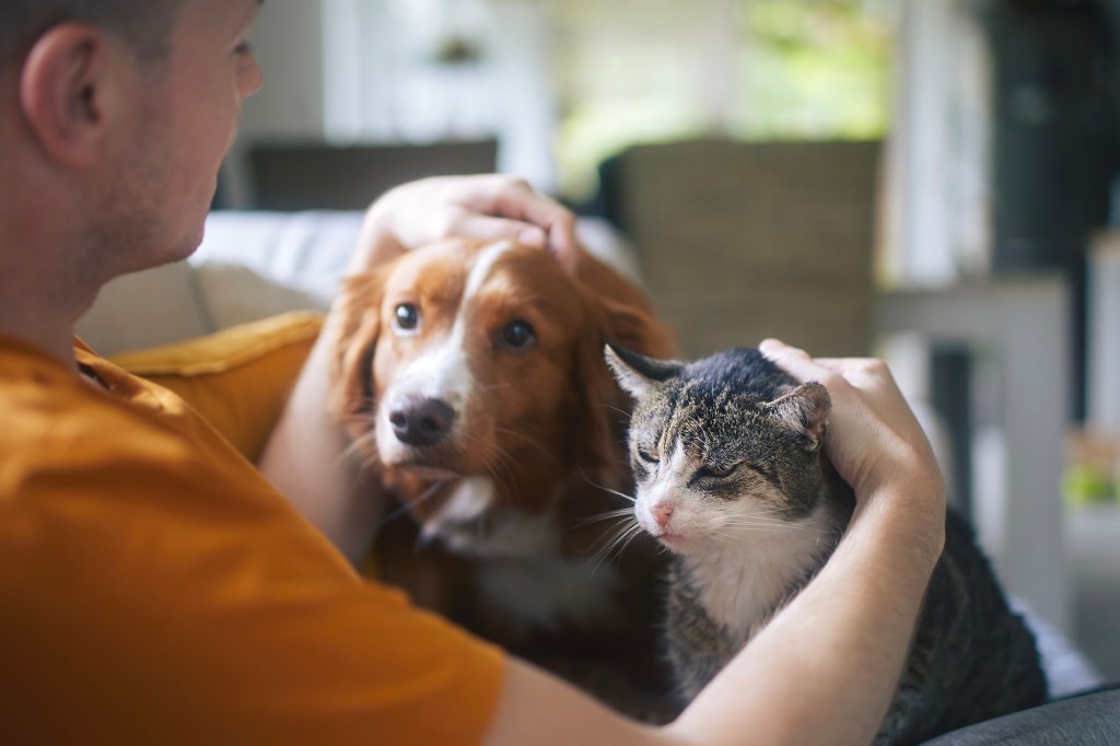 The man who caresses the cat and his dog