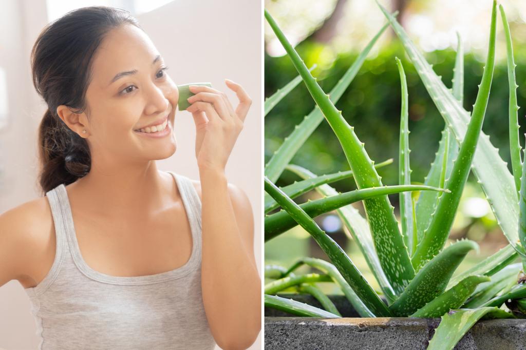 Aloe 'extraordinary' for aging, can handle skin disease: study
