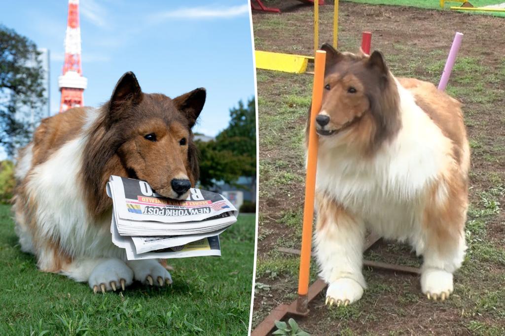 Toco 'Collie Human' living in a $ 16K dog costume can be forced to close its human 'zoo'