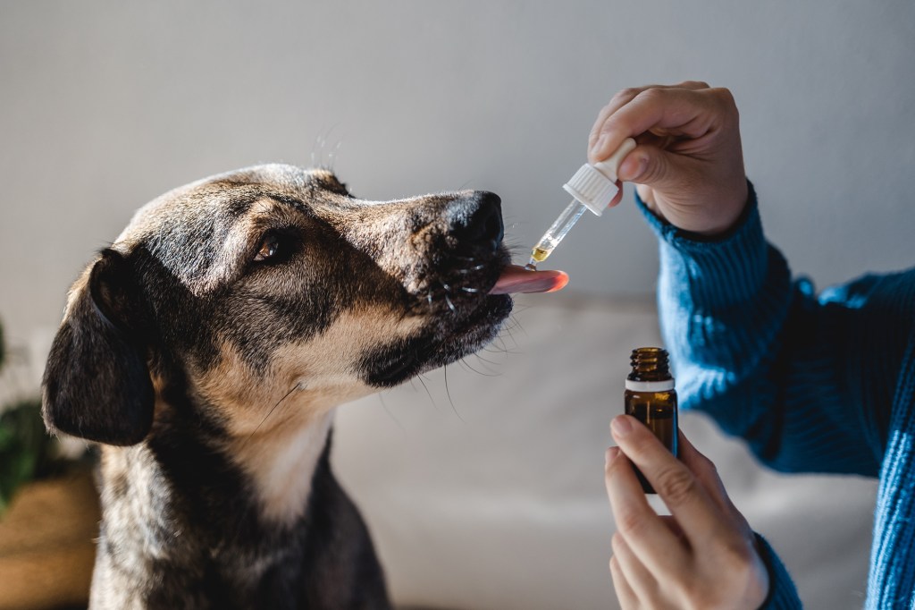 Pet dog taking CBD hemp oil - beings slap cannabis drip for the treatment of anxiety