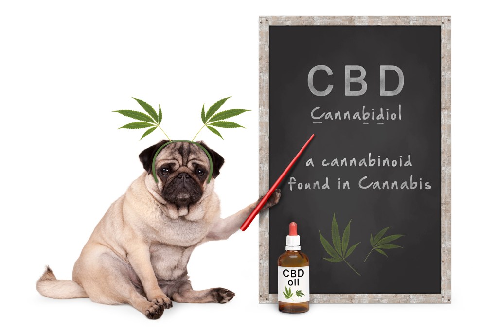 Pug pug dog with hemp leaves tiara showing the blackboard with the CBD text and spicy oily bottles, insulated on white background