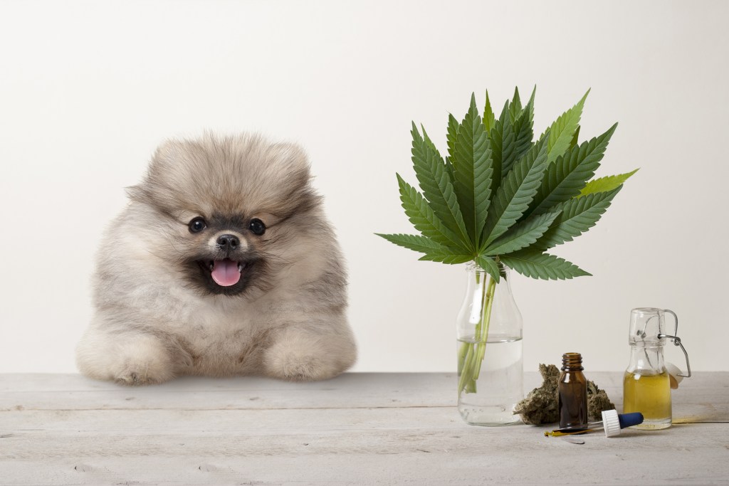 Pomeranian Puppy Dog and Marijuana Cannabis Sativa Bad Hard Leaves, Flower Gent and CBD oil in the glass point bottle, on the wooden table