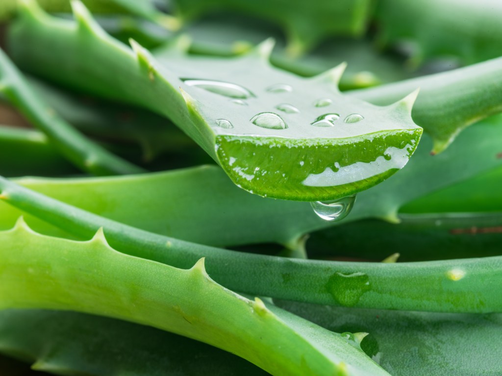 a closing of a cut. Aloe plant with aloe going out