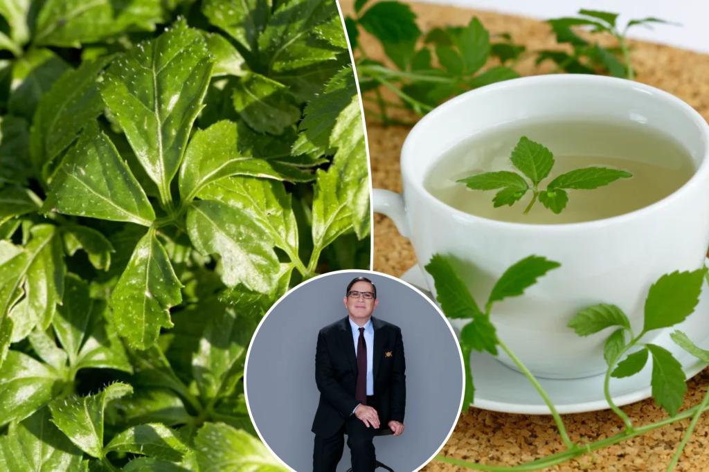 'Herb of Immortality' may be more useful than green tea
